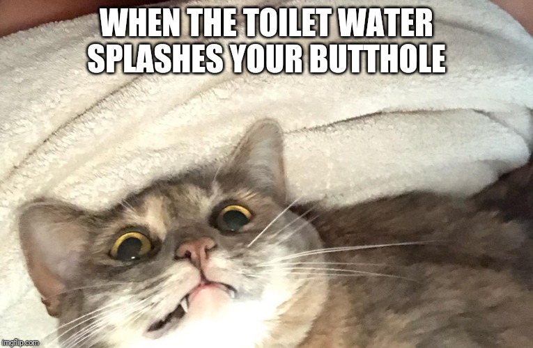 Mortified Mabel | WHEN THE TOILET WATER SPLASHES YOUR BUTTHOLE | image tagged in mortified mabel | made w/ Imgflip meme maker