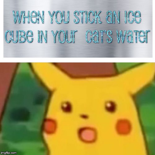 I have one Cat that loves Ice cubes in his water | image tagged in memes,surprised pikachu,pokemon,cat,cats,relatable | made w/ Imgflip meme maker