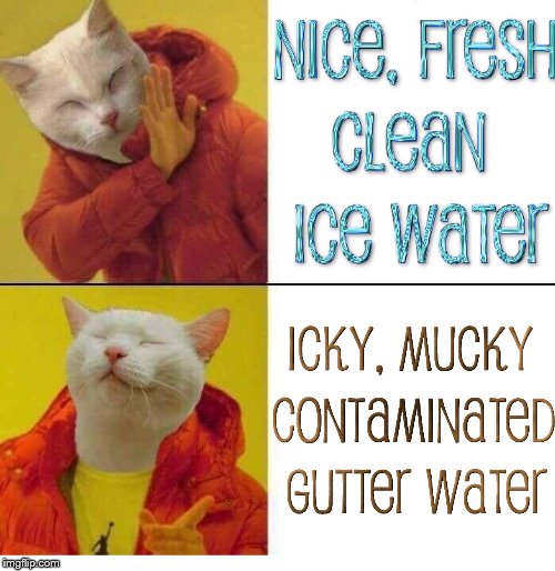 We pay for you to have safe, clean, cold water and you'd rather drink from the curbside | image tagged in cat drake,drake hotline bling,cats,cat,relatable,memes | made w/ Imgflip meme maker