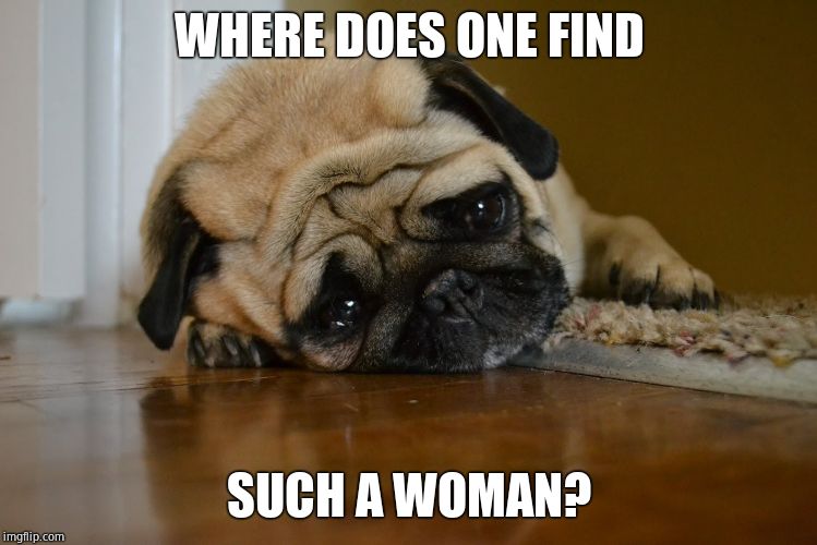 sad pug | WHERE DOES ONE FIND SUCH A WOMAN? | image tagged in sad pug | made w/ Imgflip meme maker