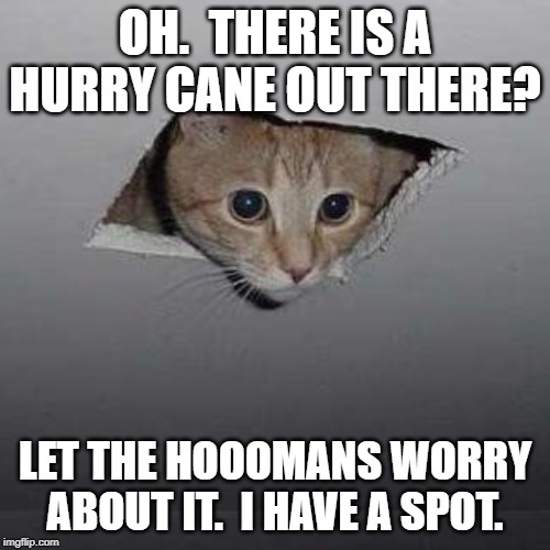 Ceiling Cat | OH.  THERE IS A HURRY CANE OUT THERE? LET THE HOOOMANS WORRY ABOUT IT.  I HAVE A SPOT. | image tagged in memes,ceiling cat | made w/ Imgflip meme maker