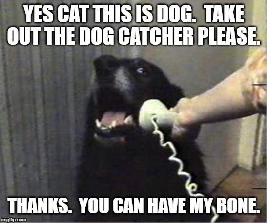Yes this is dog | YES CAT THIS IS DOG.  TAKE OUT THE DOG CATCHER PLEASE. THANKS.  YOU CAN HAVE MY BONE. | image tagged in yes this is dog | made w/ Imgflip meme maker