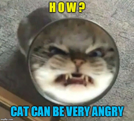 H O W ? CAT CAN BE VERY ANGRY | made w/ Imgflip meme maker