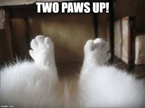 hairy cat | TWO PAWS UP! | image tagged in hairy cat | made w/ Imgflip meme maker