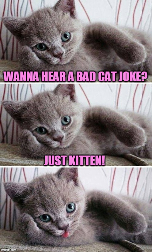 Bad Pun Kitten | WANNA HEAR A BAD CAT JOKE? JUST KITTEN! | image tagged in bad pun kitten | made w/ Imgflip meme maker