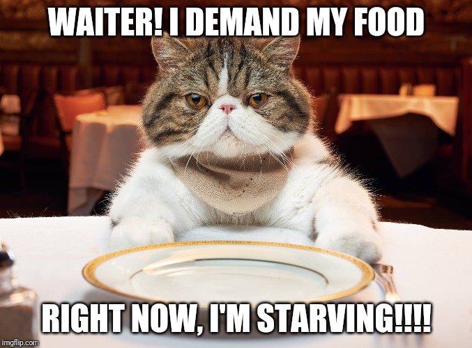 hungry cat |  WAITER! I DEMAND MY FOOD; RIGHT NOW, I'M STARVING!!!! | image tagged in hungry cat | made w/ Imgflip meme maker