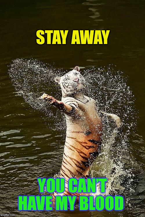 Fabulous Tiger | STAY AWAY YOU CAN’T HAVE MY BLOOD | image tagged in fabulous tiger | made w/ Imgflip meme maker
