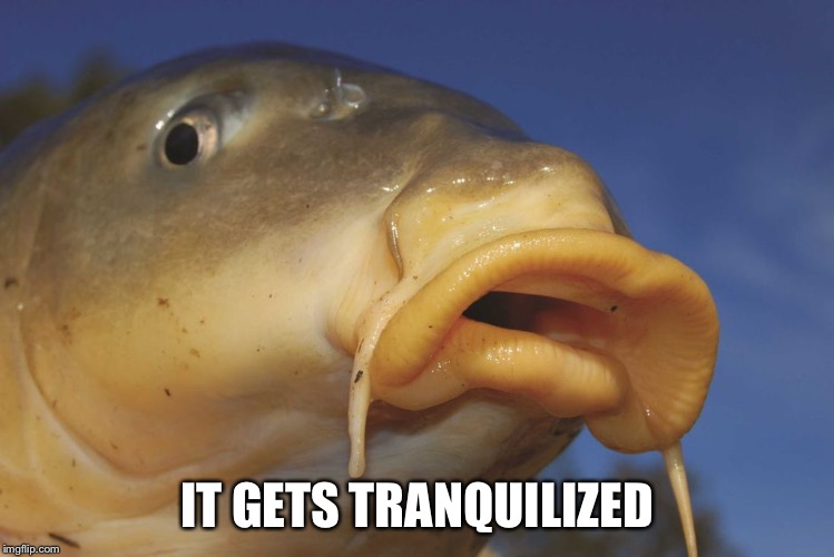 Carp | IT GETS TRANQUILIZED | image tagged in carp | made w/ Imgflip meme maker