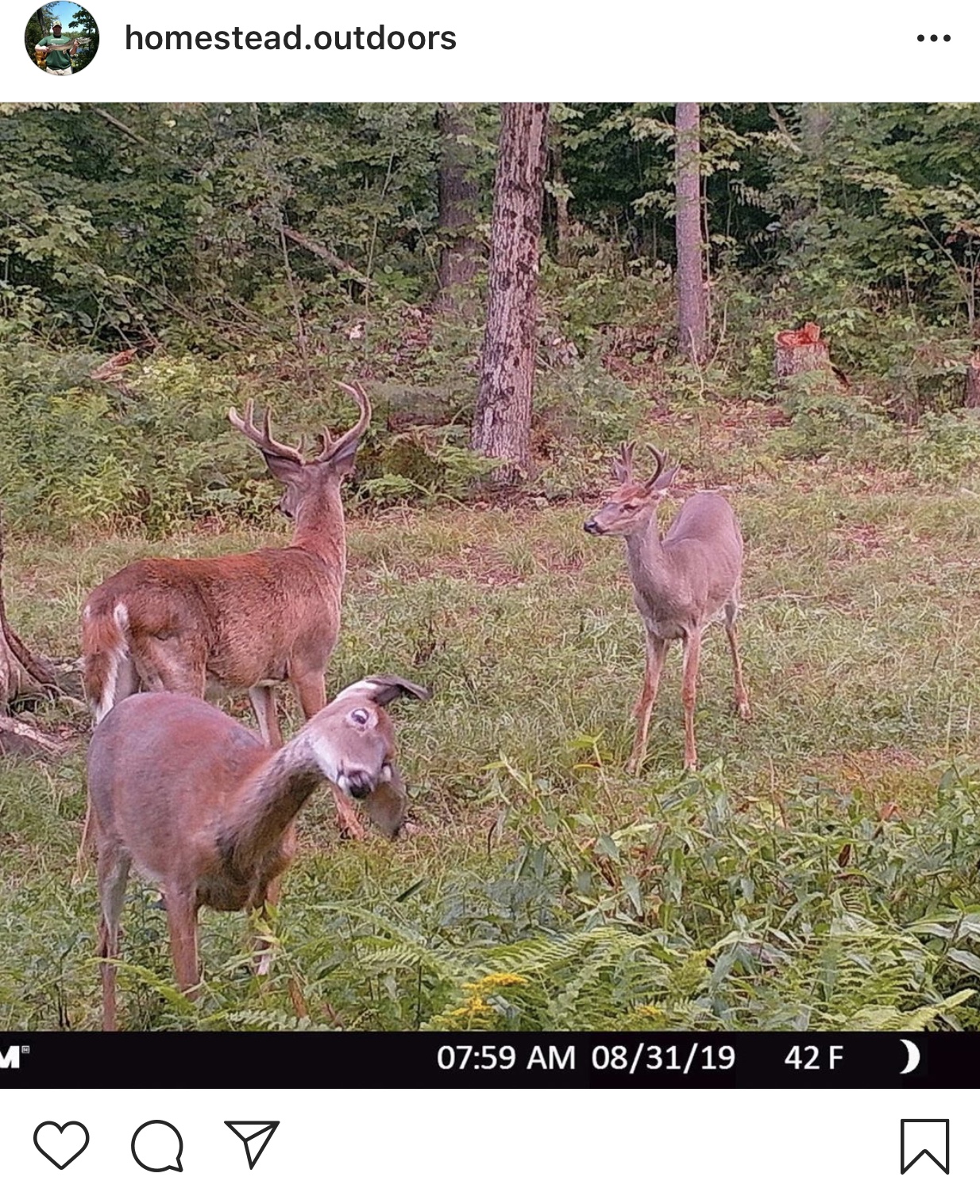 Deer Blank Meme Template