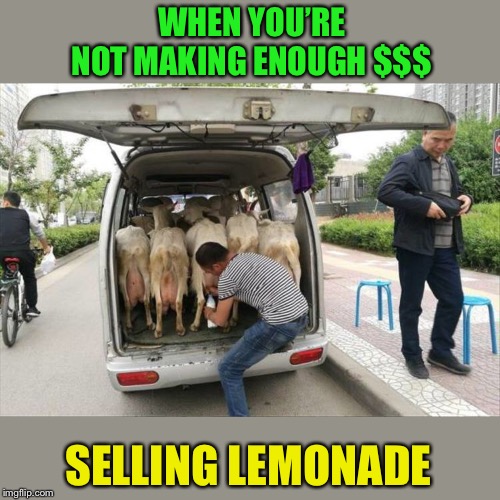 Sometimes ya gotta diversify. | WHEN YOU’RE NOT MAKING ENOUGH $$$; SELLING LEMONADE | image tagged in lemonade,goats,memes,funny | made w/ Imgflip meme maker