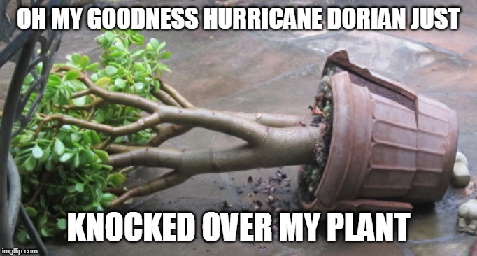 OH MY GOODNESS HURRICANE DORIAN JUST; KNOCKED OVER MY PLANT | image tagged in rip,plant,knockout | made w/ Imgflip meme maker