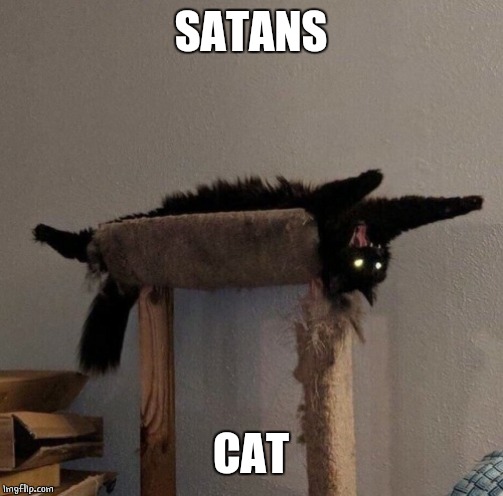 EVIL | SATANS; CAT | image tagged in cats,evil cat | made w/ Imgflip meme maker