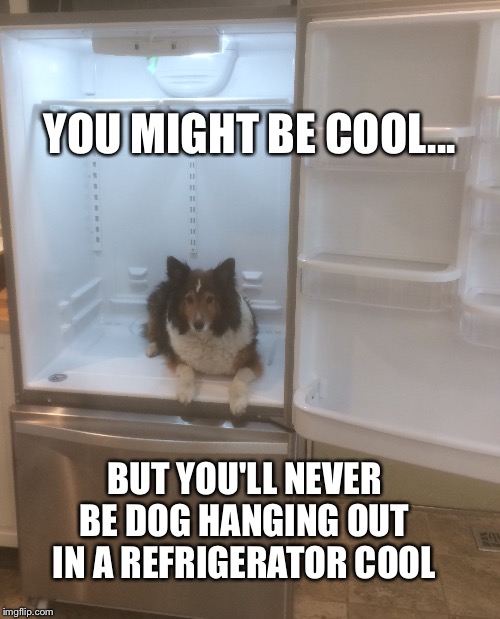 Dog chillin' |  YOU MIGHT BE COOL... BUT YOU'LL NEVER BE DOG HANGING OUT IN A REFRIGERATOR COOL | image tagged in dog,shelty,refrigerator | made w/ Imgflip meme maker