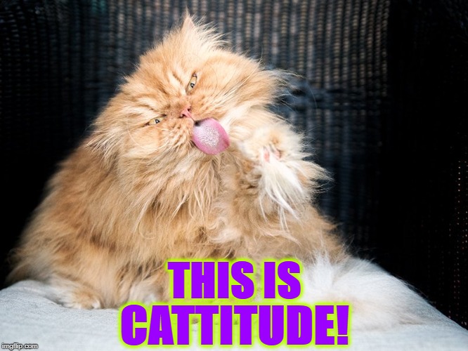 CATTITUDE | THIS IS; CATTITUDE! | image tagged in cattitude | made w/ Imgflip meme maker