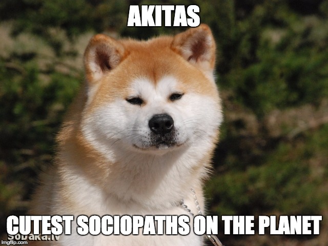 akita weekend | AKITAS CUTEST SOCIOPATHS ON THE PLANET | image tagged in akita weekend | made w/ Imgflip meme maker