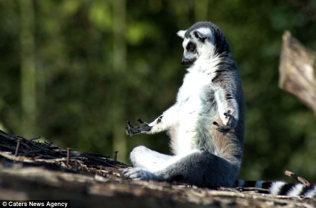 Meditating lemur Blank Meme Template