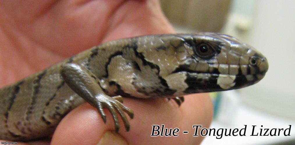 Blue - Tongued Lizard | Blue - Tongued Lizard | image tagged in memes,blue - tongued lizard,lizard | made w/ Imgflip meme maker