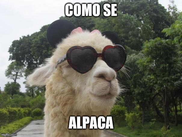 cool llama | COMO SE; ALPACA | image tagged in cool llama | made w/ Imgflip meme maker