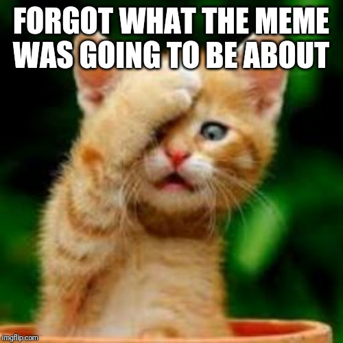 forgot cat | FORGOT WHAT THE MEME WAS GOING TO BE ABOUT | image tagged in forgot cat | made w/ Imgflip meme maker