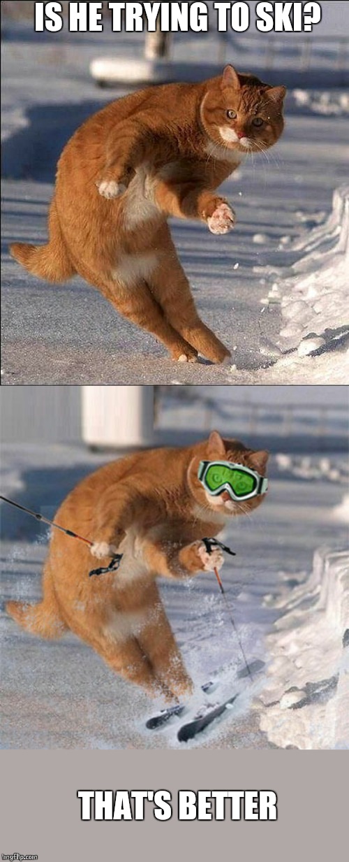 SKI CAT | IS HE TRYING TO SKI? THAT'S BETTER | image tagged in cats,funny cats,cat,skiing | made w/ Imgflip meme maker