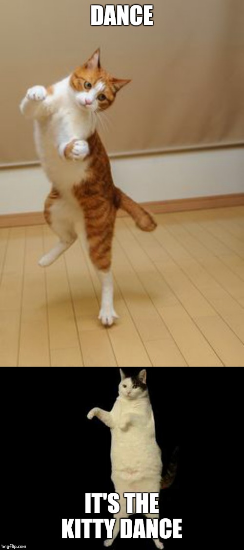 AND I DANCE DANCE DANCE | DANCE; IT'S THE KITTY DANCE | image tagged in cats,funny cats,dance | made w/ Imgflip meme maker