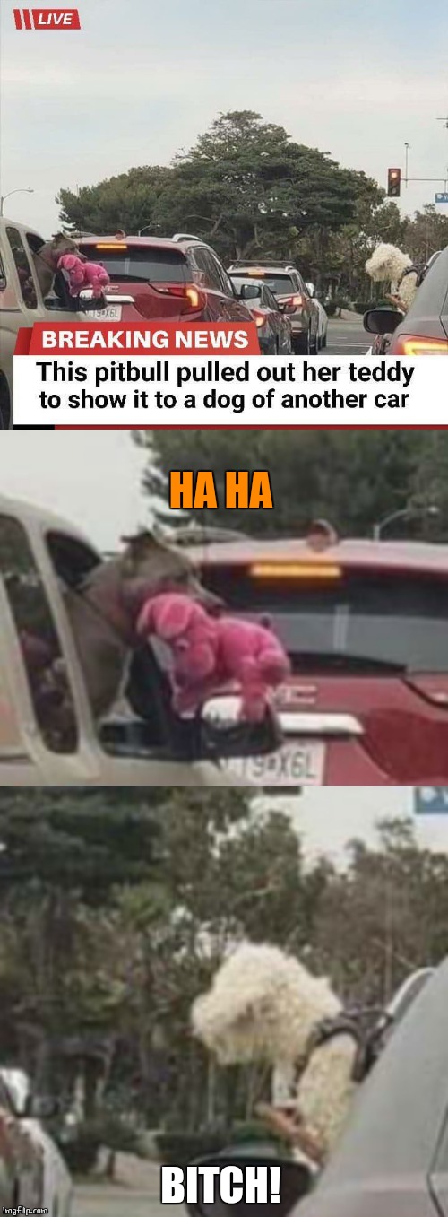 DOG SHOW OFF | HA HA; BITCH! | image tagged in doge,dogs,dog | made w/ Imgflip meme maker