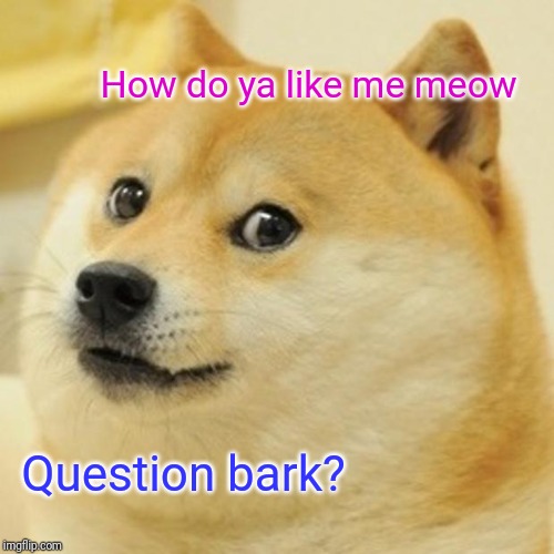 Doge | How do ya like me meow; Question bark? | image tagged in memes,doge | made w/ Imgflip meme maker