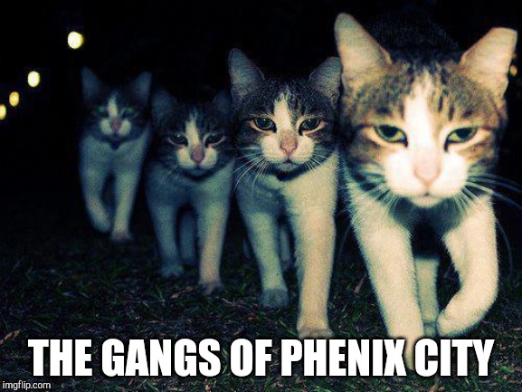 Wrong Neighboorhood Cats Meme | THE GANGS OF PHENIX CITY | image tagged in memes,wrong neighboorhood cats | made w/ Imgflip meme maker