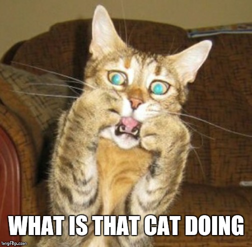 WTH Did I Just Hear? | WHAT IS THAT CAT DOING | image tagged in wth did i just hear | made w/ Imgflip meme maker