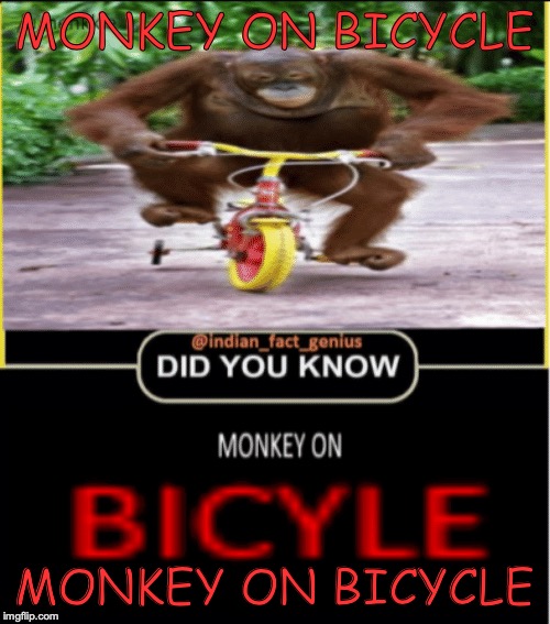 MONKEY ON BICYCLE; MONKEY ON BICYCLE | image tagged in meme,monkey | made w/ Imgflip meme maker
