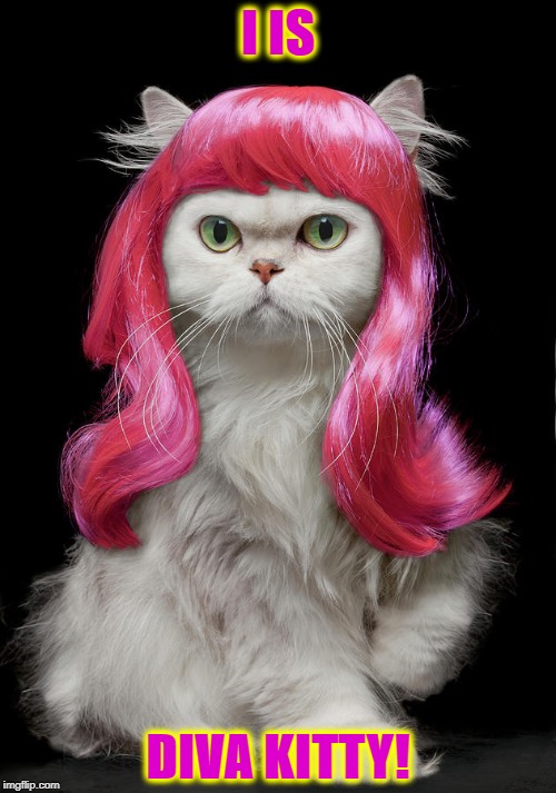 DIVA KITTY | I IS; DIVA KITTY! | image tagged in diva kitty | made w/ Imgflip meme maker