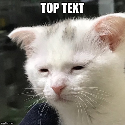 Depressed Cat | TOP TEXT | image tagged in depressed cat | made w/ Imgflip meme maker