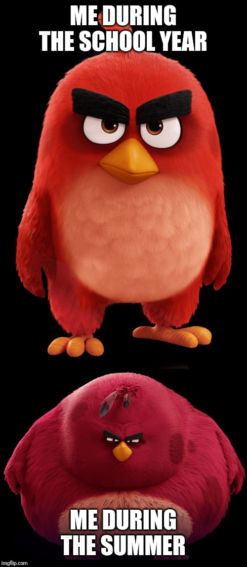 ME DURING THE SCHOOL YEAR; ME DURING THE SUMMER | image tagged in angry birds | made w/ Imgflip meme maker