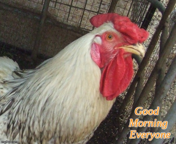Good Morning Everyone | Good     
Morning  
Everyone | image tagged in roosterts,chickens,good morning,good morning chickens | made w/ Imgflip meme maker