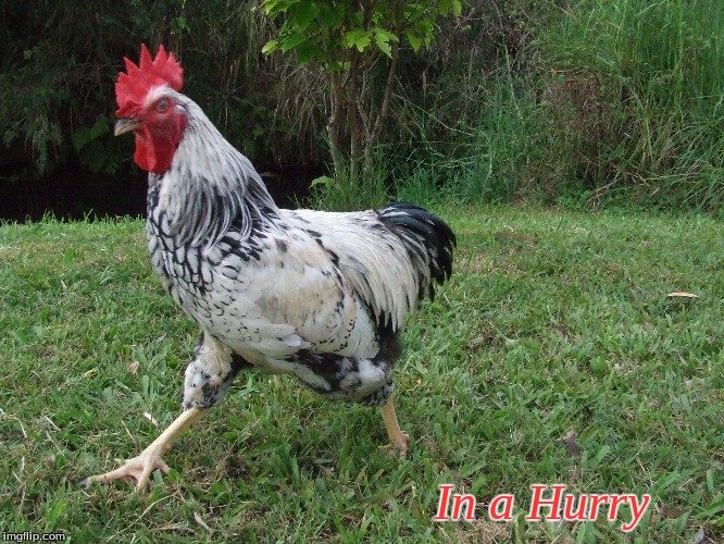 In a Hurry | In a Hurry | image tagged in roosters,chickens | made w/ Imgflip meme maker