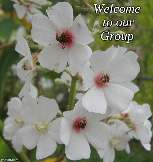 Welcome to our Group | Welcome   
to our     
Group | image tagged in memes,welcome,flowers | made w/ Imgflip meme maker