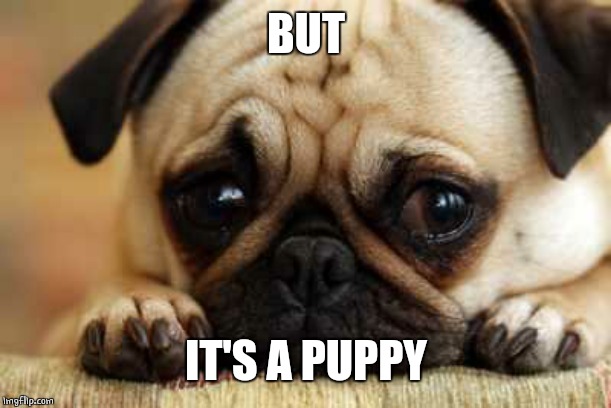Sad Dog | BUT IT'S A PUPPY | image tagged in sad dog | made w/ Imgflip meme maker