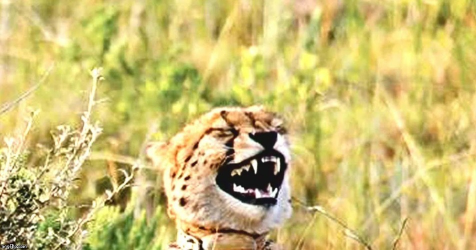LAUGHING LEOPARD | image tagged in laughing leopard | made w/ Imgflip meme maker