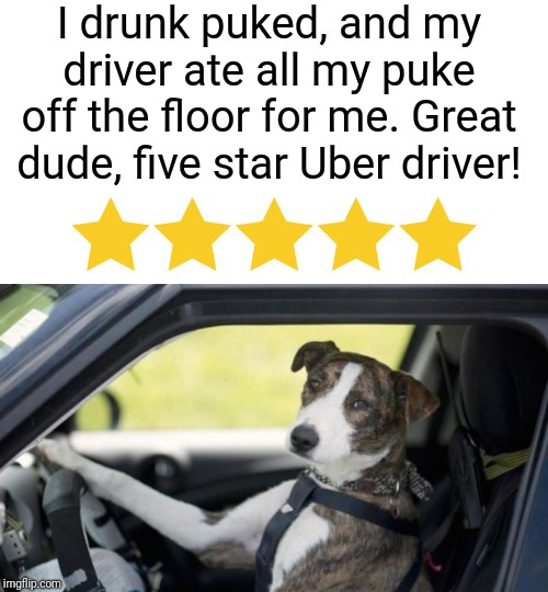 Eats evidence and tells noone? Five stars baby! | I drunk puked, and my driver ate all my puke off the floor for me. Great dude, five star Uber driver! | image tagged in uber,dog,driving,dog driving,puke,funny memes | made w/ Imgflip meme maker