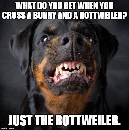 Interesting breeding | WHAT DO YOU GET WHEN YOU CROSS A BUNNY AND A ROTTWEILER? JUST THE ROTTWEILER. | image tagged in rottweiler | made w/ Imgflip meme maker