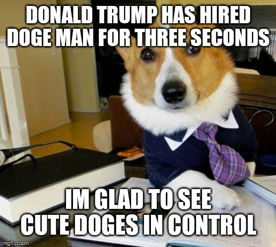 Lawyer Corgi Dog | DONALD TRUMP HAS HIRED DOGE MAN FOR THREE SECONDS; IM GLAD TO SEE CUTE DOGES IN CONTROL | image tagged in lawyer corgi dog | made w/ Imgflip meme maker