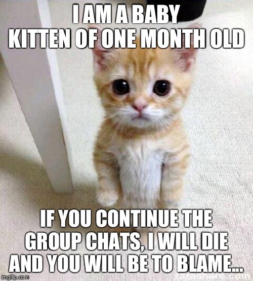 Cute Cat | I AM A BABY KITTEN OF ONE MONTH OLD; IF YOU CONTINUE THE GROUP CHATS, I WILL DIE AND YOU WILL BE TO BLAME... | image tagged in memes,cute cat | made w/ Imgflip meme maker