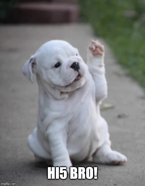 Puppy High Five  | HI5 BRO! | image tagged in puppy high five | made w/ Imgflip meme maker