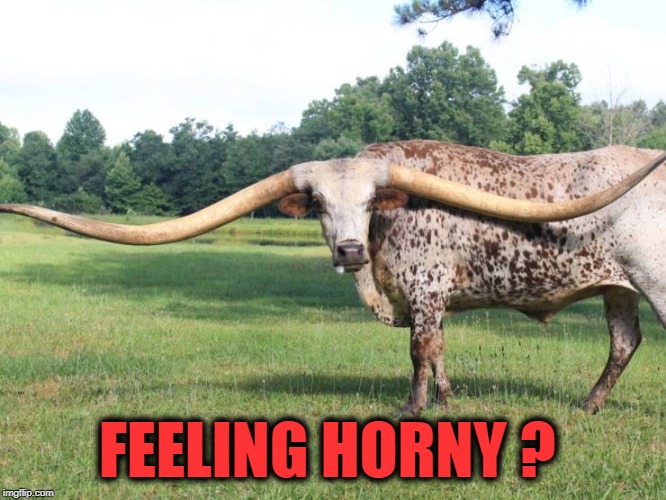 horns | FEELING HORNY ? | image tagged in horns | made w/ Imgflip meme maker