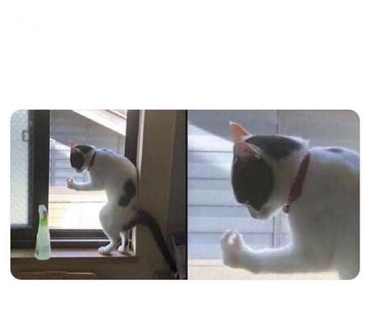 High Quality italian cat Blank Meme Template