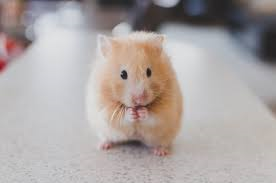 Hamster Blank Meme Template