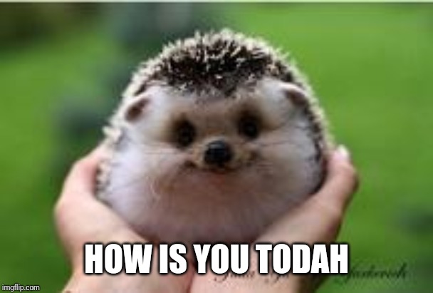 AdorbHedgehog | HOW IS YOU TODAH | image tagged in adorbhedgehog | made w/ Imgflip meme maker