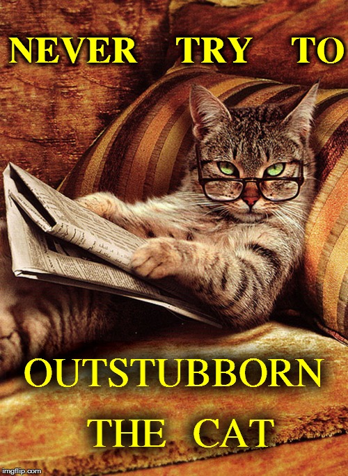 NEVER   TRY   TO; OUTSTUBBORN  THE  CAT | image tagged in grumpy cat | made w/ Imgflip meme maker