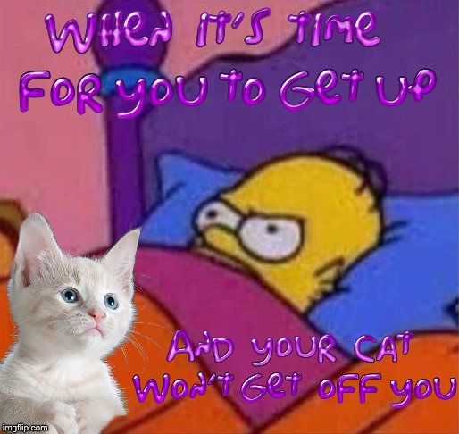 Do you want out or what⁉ | image tagged in angry homer simpson in bed,simpsons,the simpsons,relatable,memes,cats | made w/ Imgflip meme maker