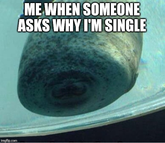 Accordion Manatee | ME WHEN SOMEONE ASKS WHY I'M SINGLE | image tagged in accordion manatee | made w/ Imgflip meme maker